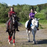 le cheval en normandie